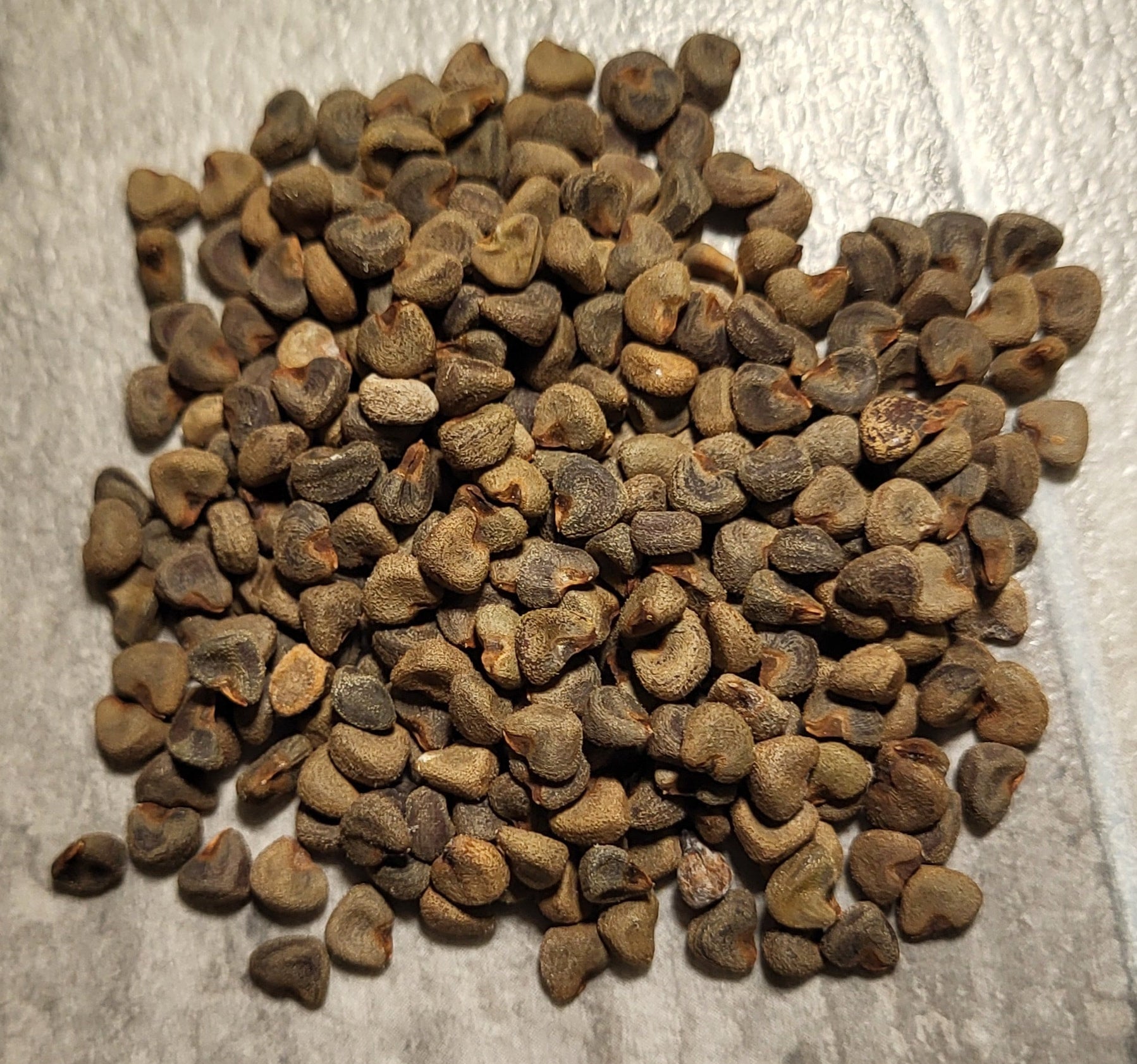 garden seed near me Container Garden Seed Collection – 12 Varieties